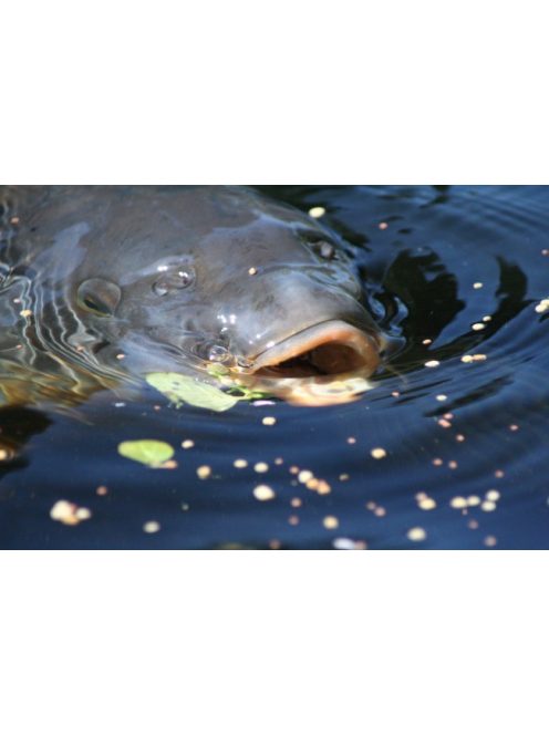 Korda Kruiser Control Liner - 0,33mm - 12lb - 150m